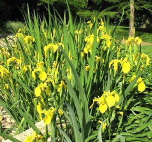 Irisgarten Arrenberg